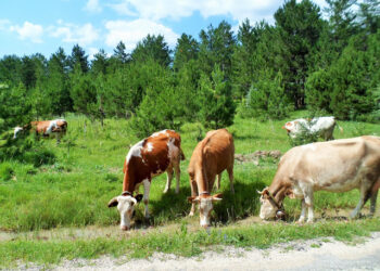 KÜRE DAĞLARINDAN SAKARYA VADİSİNE 05-14 TEMMUZ 2021  (5 nci Gün Araç-Toprakcuma-Ovacık-Boduroğlu Yaylası-Göynükçukuru)