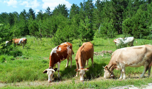 KÜRE DAĞLARINDAN SAKARYA VADİSİNE 05-14 TEMMUZ 2021  (5 nci Gün Araç-Toprakcuma-Ovacık-Boduroğlu Yaylası-Göynükçukuru)